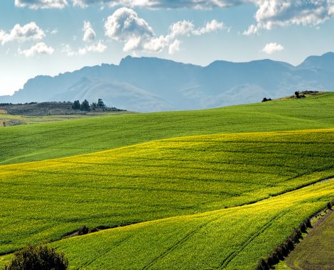 agriculture-countryside-crop-259280